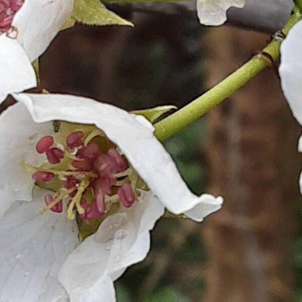 Pyrus calleryana Квітка