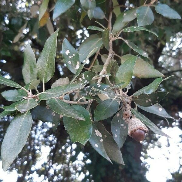 Quercus ilex Owoc