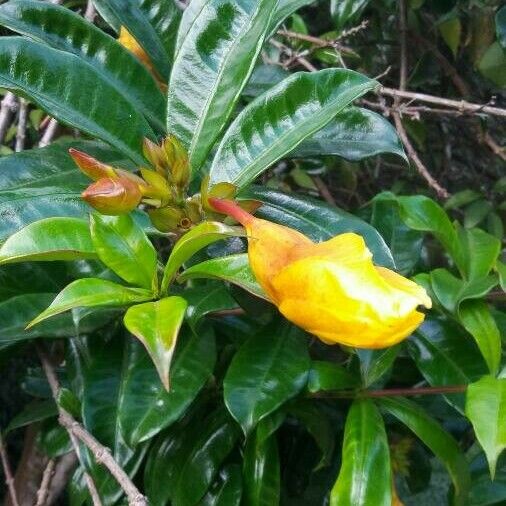 Allamanda schottii Floro