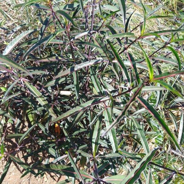 Barleria lupulina ഇല