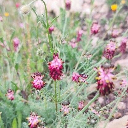 Platycapnos spicata ফুল