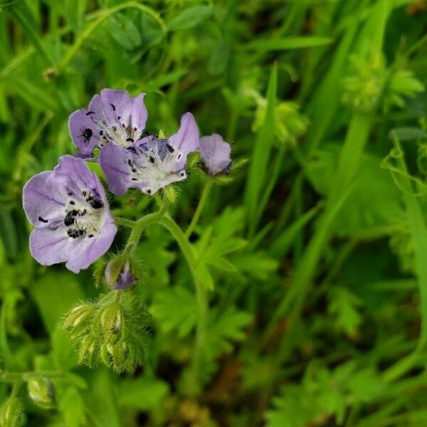 Phacelia hirsuta Õis