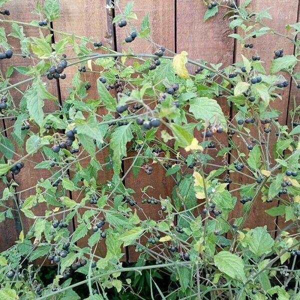 Solanum americanum 叶