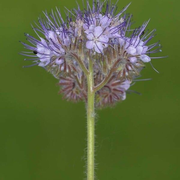 Phacelia tanacetifolia Flower