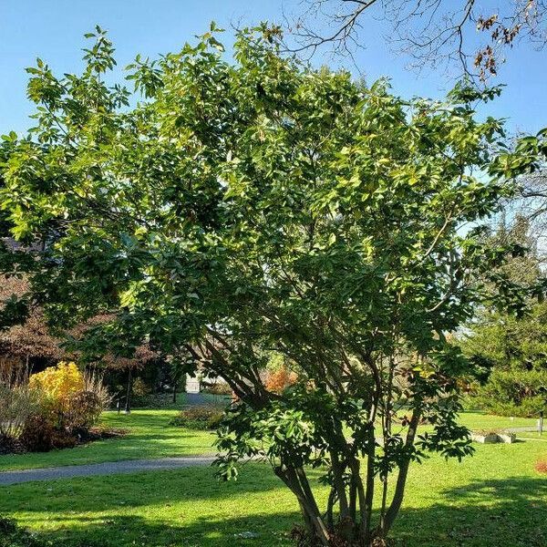 Magnolia virginiana Vekstform