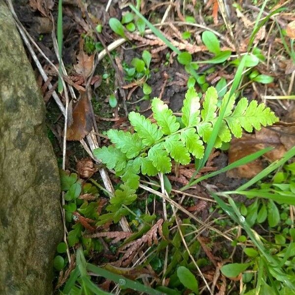 Athyrium distentifolium Blatt