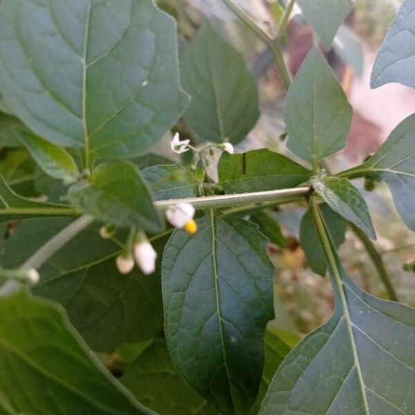 Solanum americanum Bloem