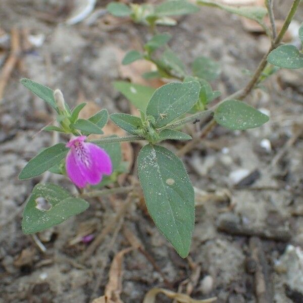 Justicia ladanoides Blüte