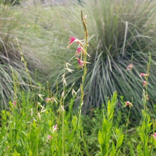 Oenothera suffrutescens Flower