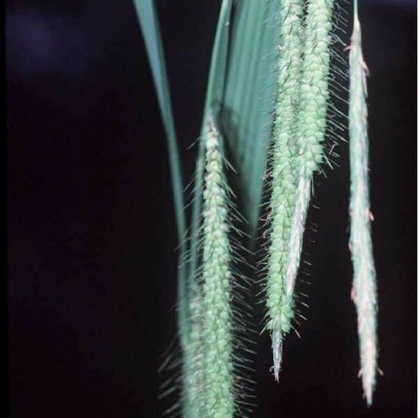 Carex crinita Flor