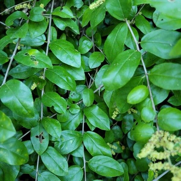 Ligustrum sinense Blad