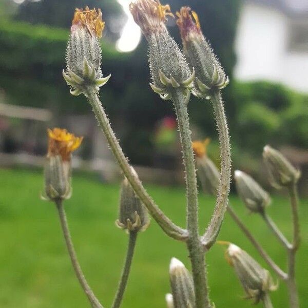 Crepis vesicaria Blomst