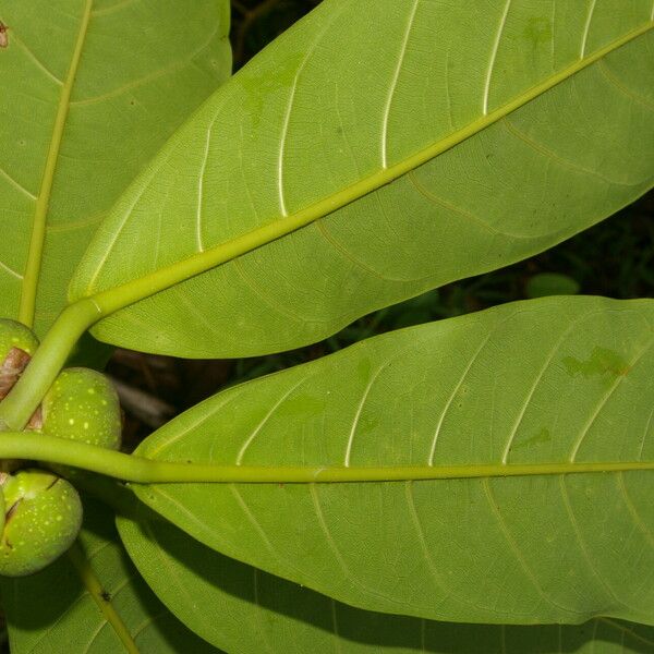 Ficus obtusifolia Листок