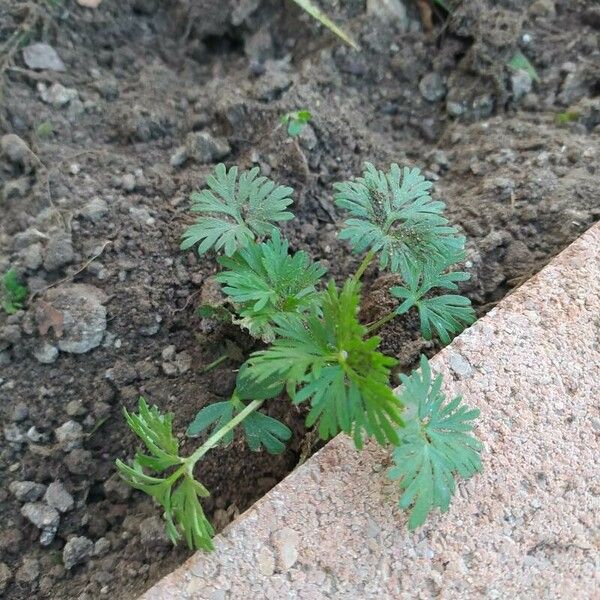 Geranium carolinianum List