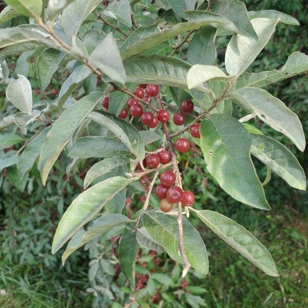 Elaeagnus umbellata Frukt