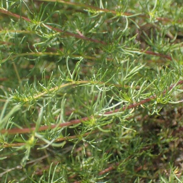 Artemisia campestris Leaf