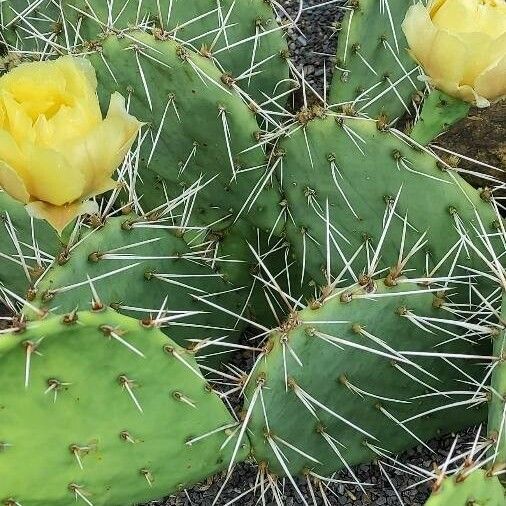 Opuntia phaeacantha Blad