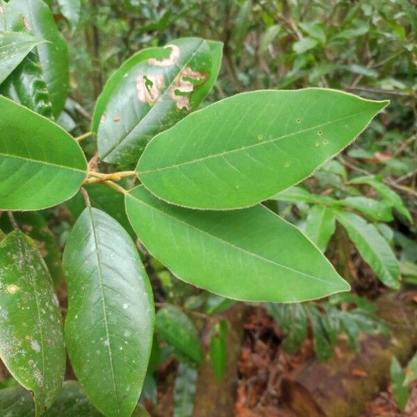 Magnolia sororum Folha