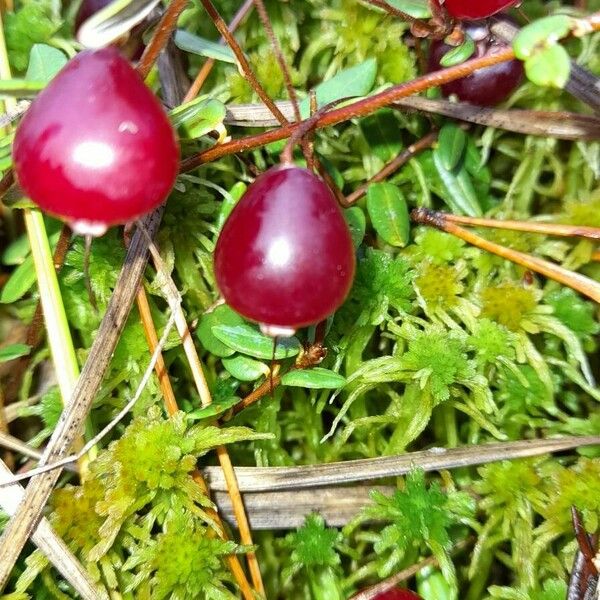 Vaccinium oxycoccos Owoc