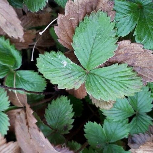 Fragaria vesca Leaf