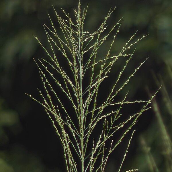 Megathyrsus maximus Flors