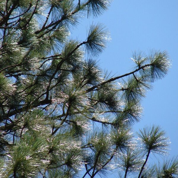 Pinus arizonica पत्ता