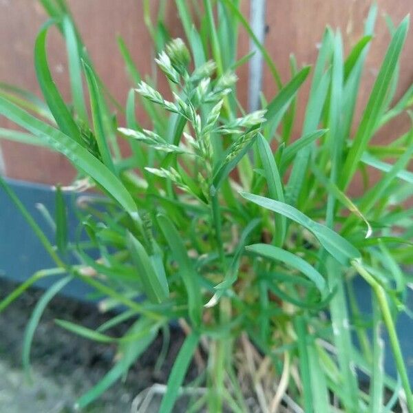 Poa annua Flower