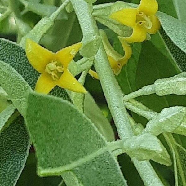 Elaeagnus angustifolia Floro