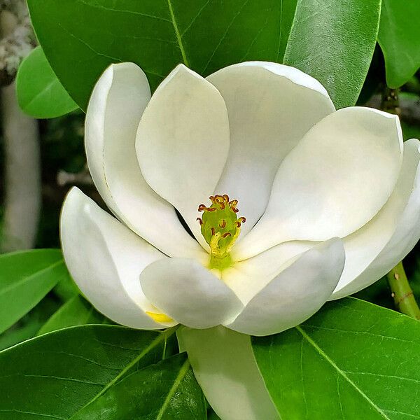 Magnolia virginiana Cvet