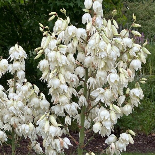 Yucca filamentosa Habitus