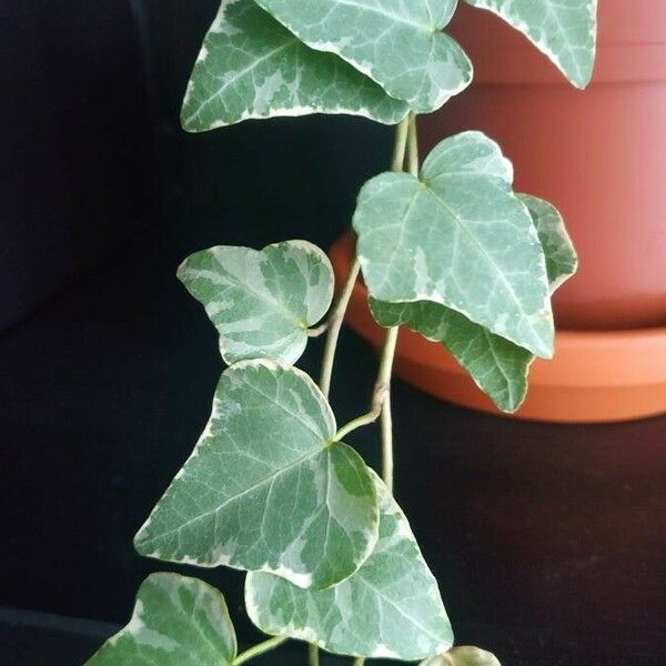 Hedera algeriensis ഇല