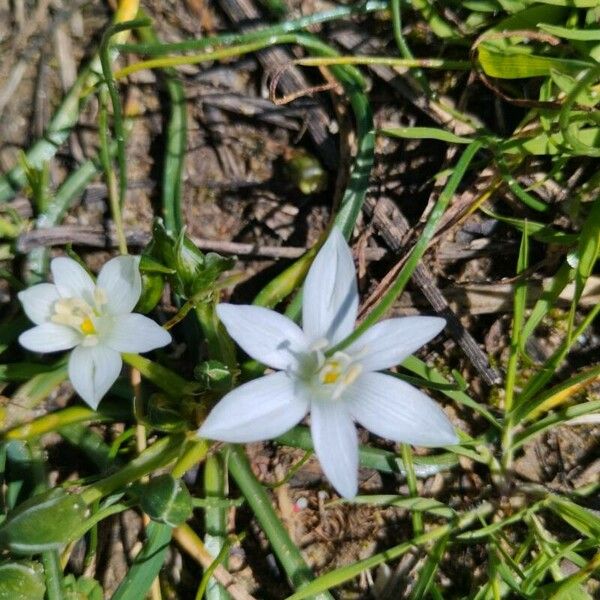 Ornithogalum exscapum Flower