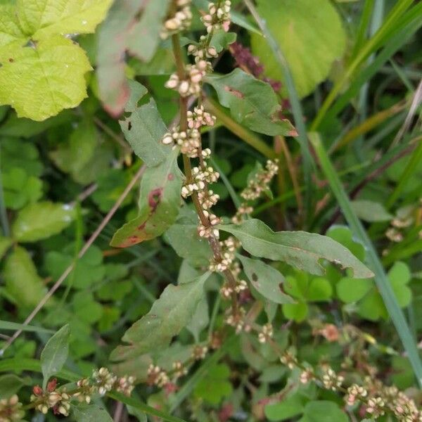 Rumex conglomeratus Buveinė