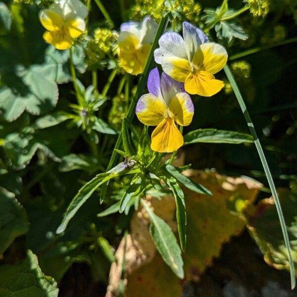 Viola tricolor Elinympäristö