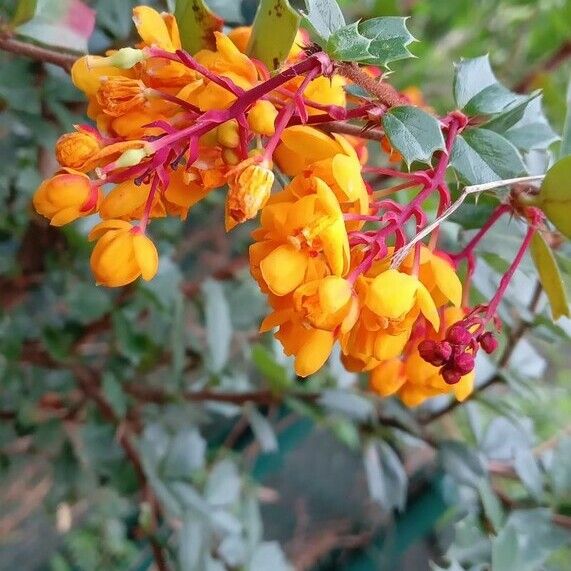 Berberis darwinii 花