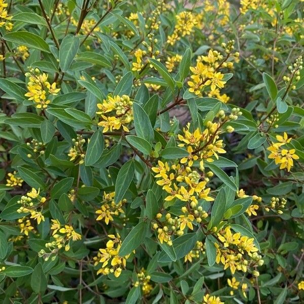 Galphimia glauca Blomst