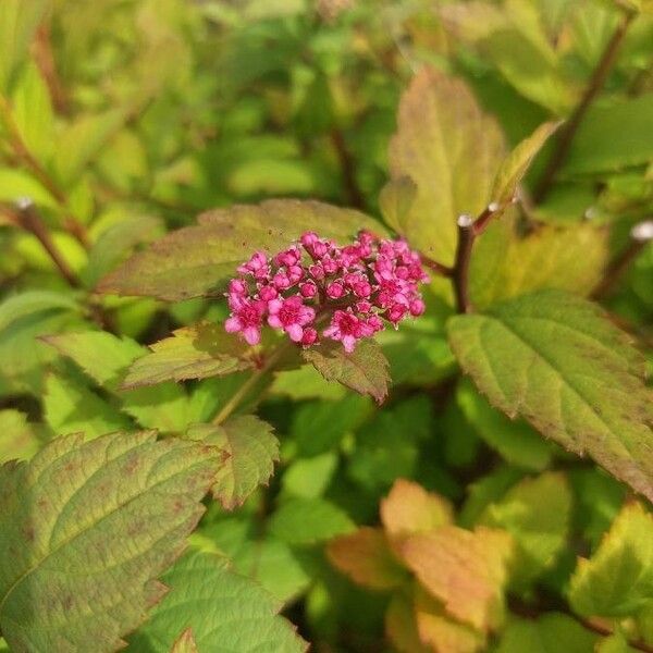 Spiraea japonica Fiore