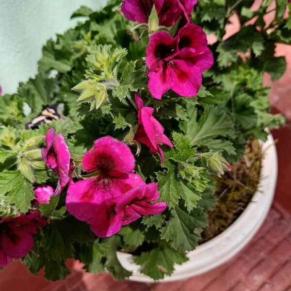 Pelargonium grandiflorum Blüte