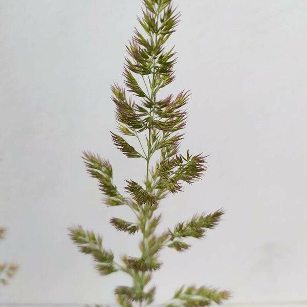 Calamagrostis epigejos Blomma