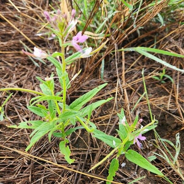 Cleome monophylla Folha