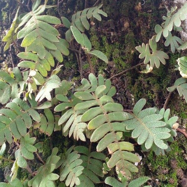 Pleopeltis polypodioides Leaf