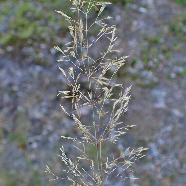 Agrostis stolonifera 果實