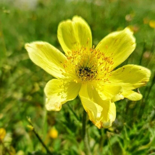 Geum pyrenaicum Λουλούδι