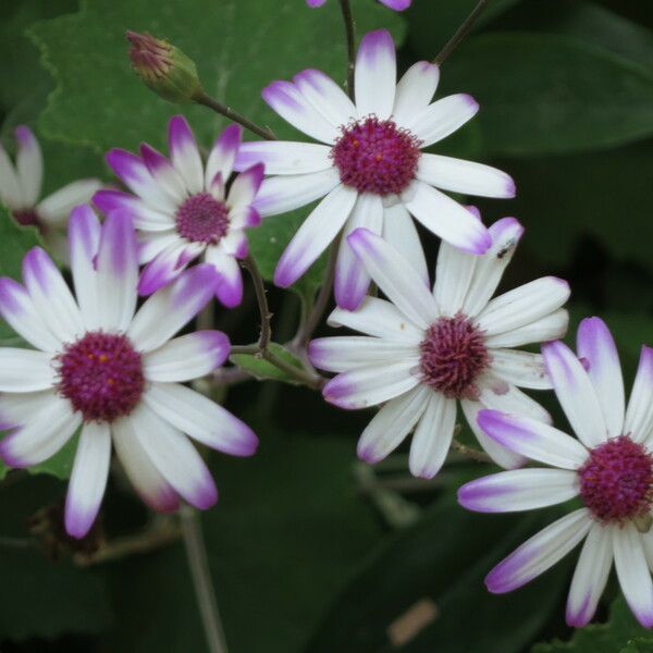 Pericallis lanata Žiedas