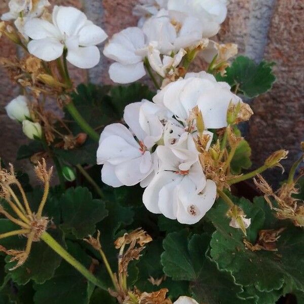 Pelargonium zonale Květ