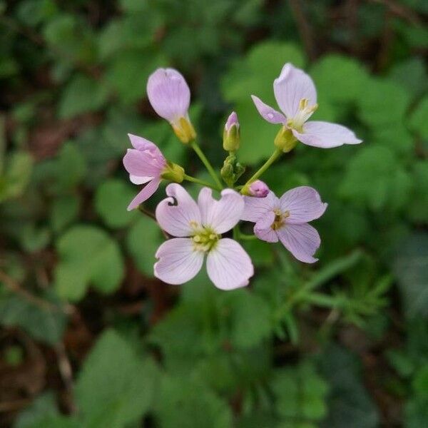 Cardamine pratensis Çiçek