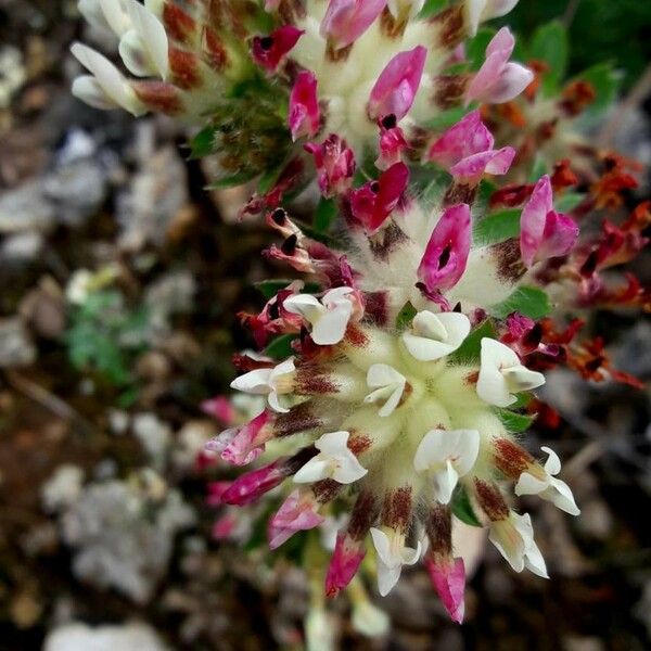 Anthyllis vulneraria Blomst