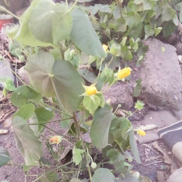 Abutilon hirtum Lehti