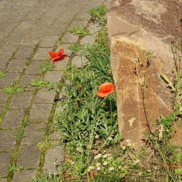 Papaver dubium Elinympäristö