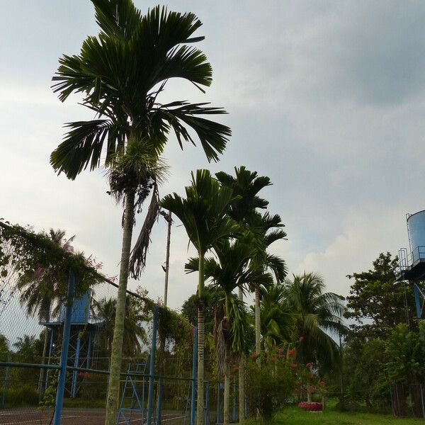 Areca catechu Leaf